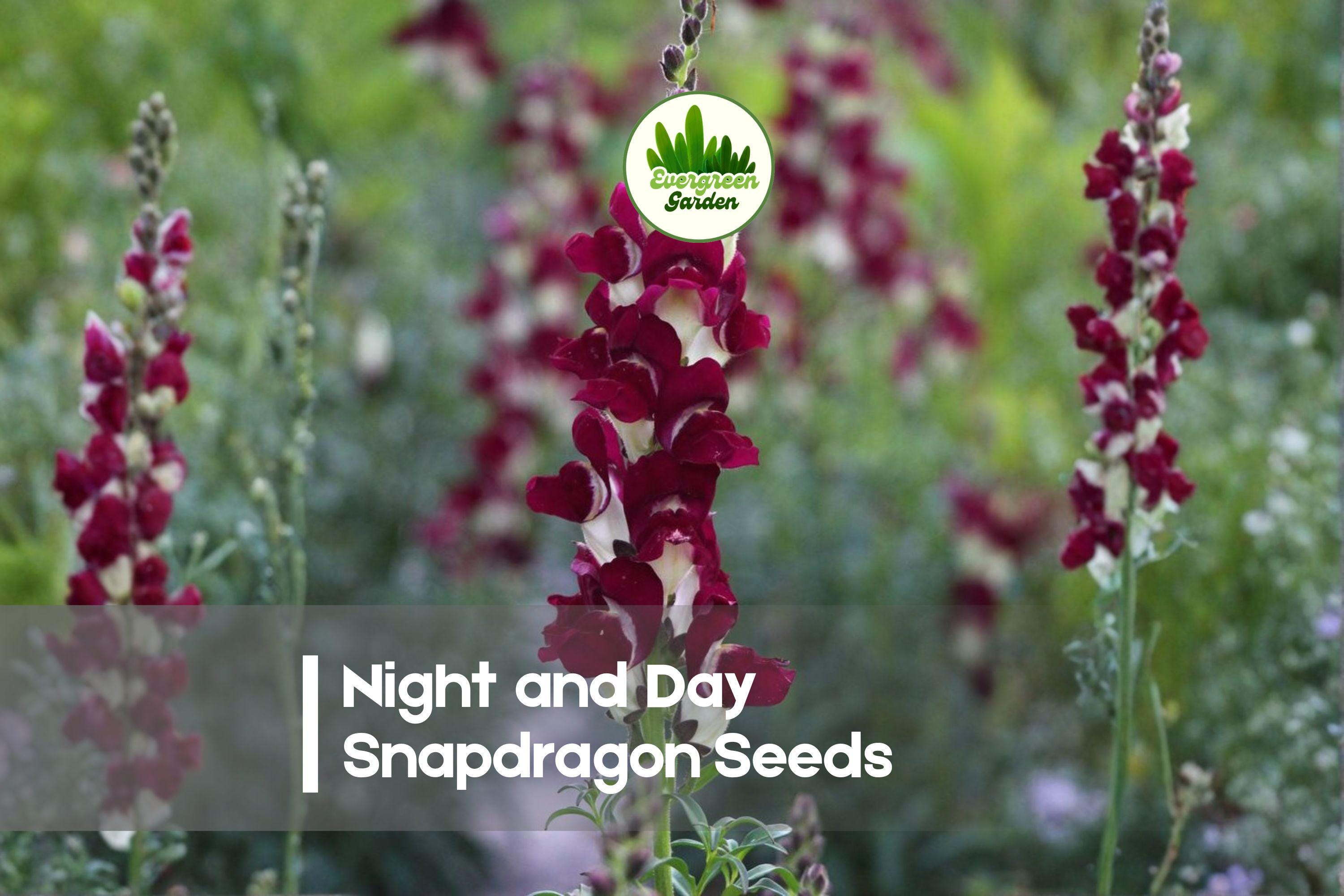 Night and Day Snapdragon Seeds, Antirrhinum majus, Bicolor Red and White, Annual for Borders, Cut Flowers & Pollinator Gardens