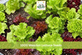 1000+ Mesclun Lettuce Seeds Mix - Salad Greens, Lactuca spp., Indoor & Outdoor Garden Planting, Fast-Growing Leafy Vegetables