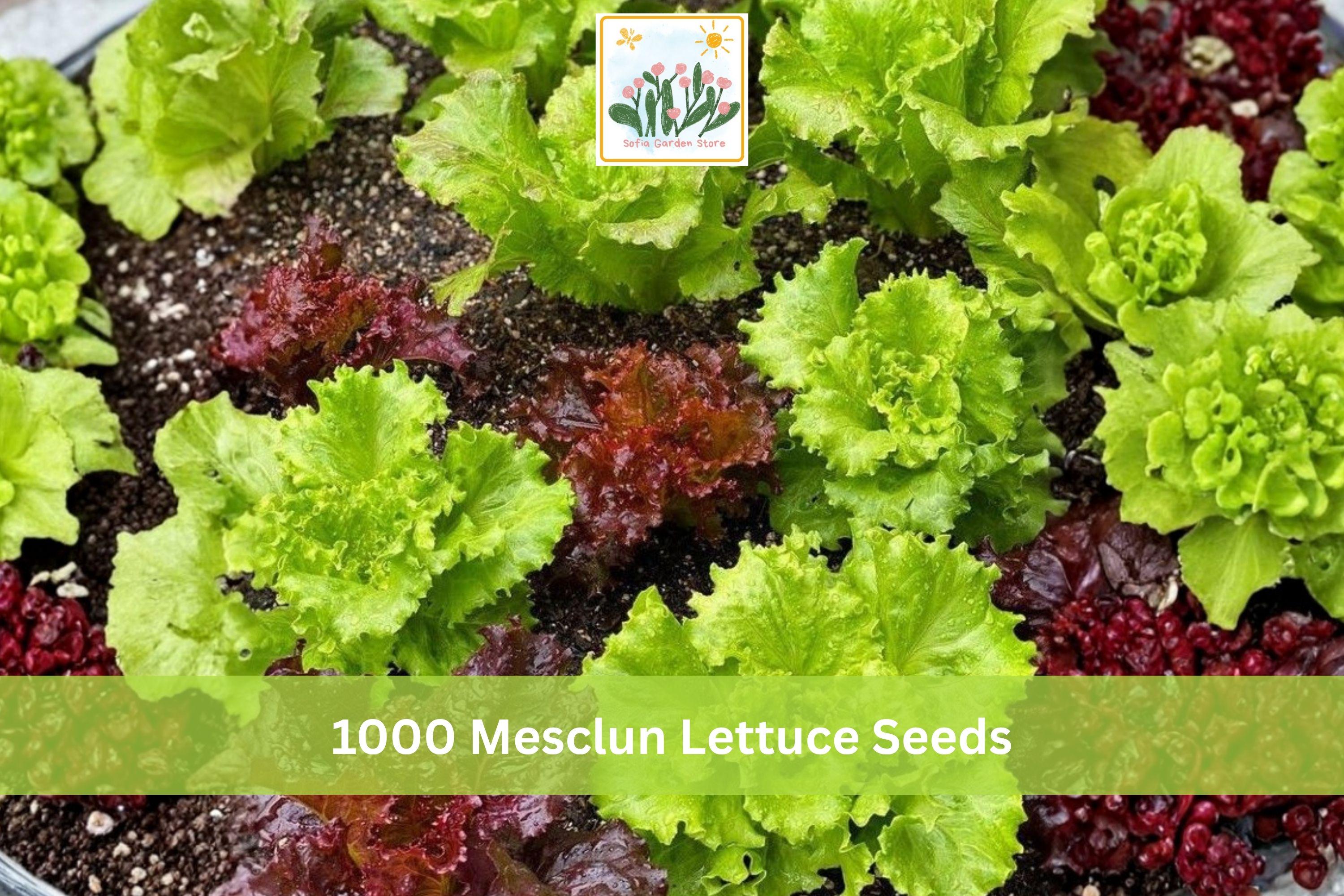 1000+ Mesclun Lettuce Seeds Mix - Salad Greens, Lactuca spp., Indoor & Outdoor Garden Planting, Fast-Growing Leafy Vegetables