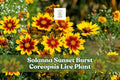 Solanna Sunset Burst Coreopsis Live Plant | Perennial Flower for Borders, Pollinator Gardens & Containers | Coreopsis lanceolata