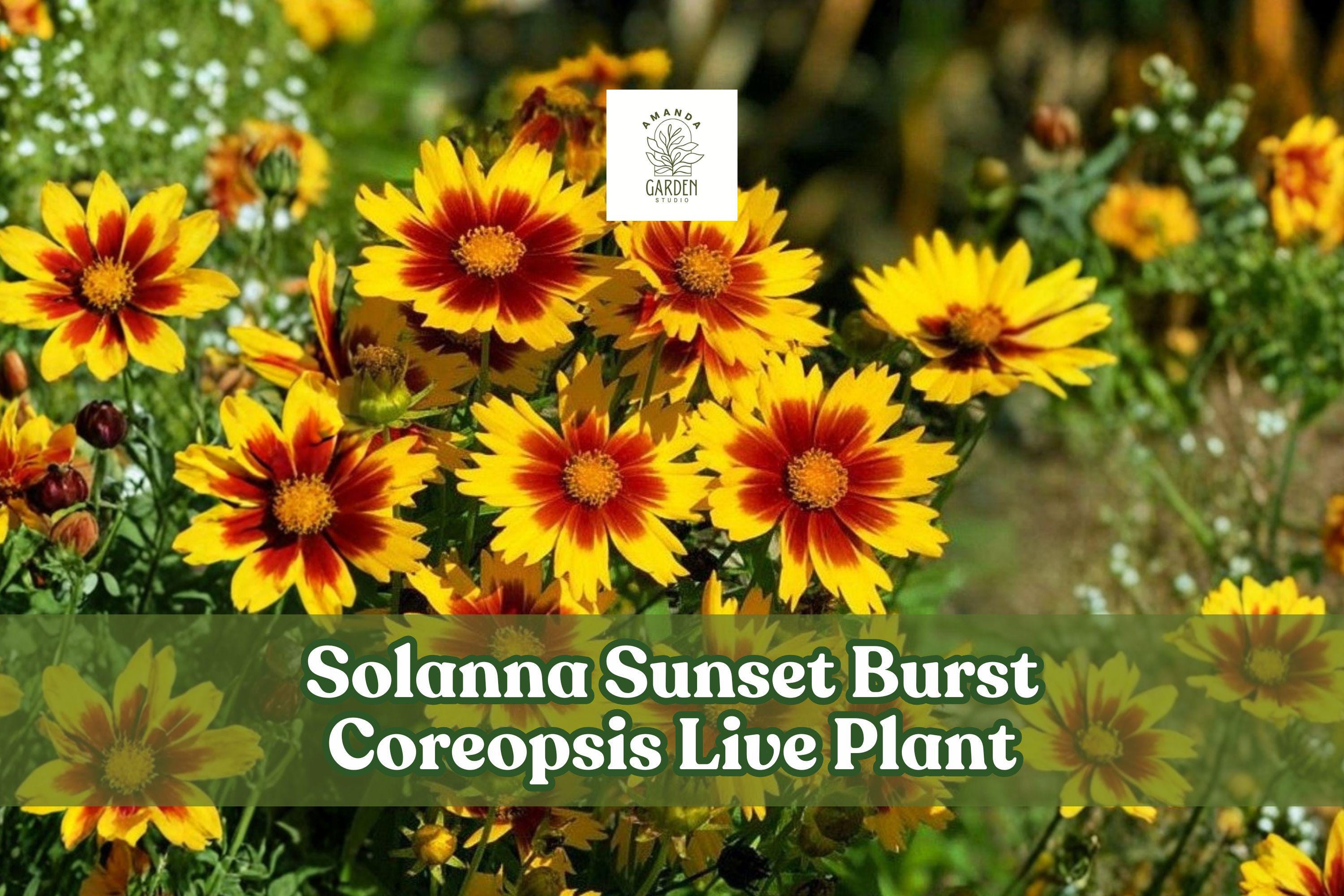 Solanna Sunset Burst Coreopsis Live Plant | Perennial Flower for Borders, Pollinator Gardens & Containers | Coreopsis lanceolata