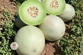 Honeydew Melon Seeds – Heirloom, Non-GMO, Vining Fruit Plant, Cucumis melo, Juicy Green Flesh, Summer Crop