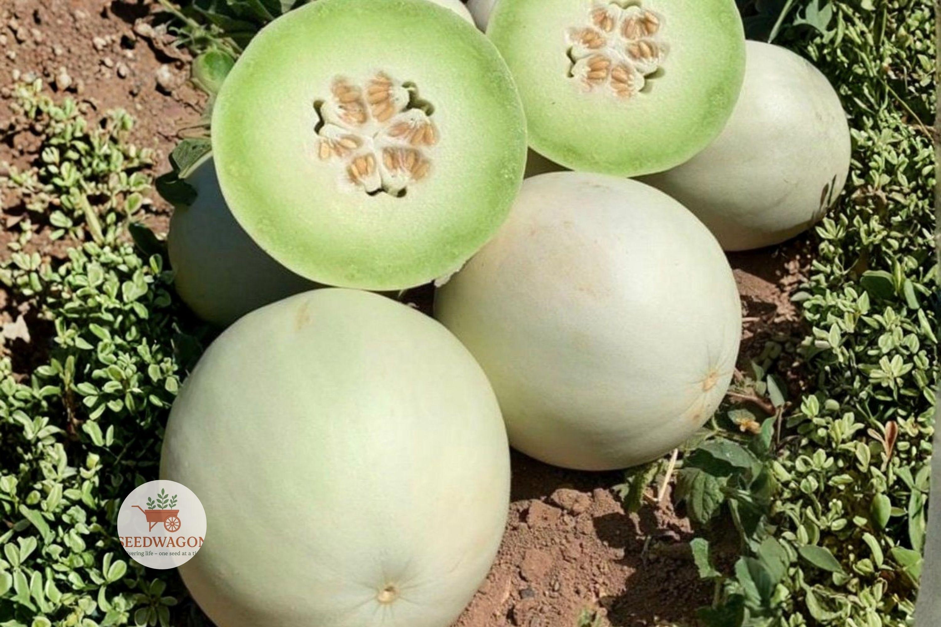 Honeydew Melon Seeds – Heirloom, Non-GMO, Vining Fruit Plant, Cucumis melo, Juicy Green Flesh, Summer Crop