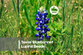 25 Texas Bluebonnet Lupine Seeds – Wildflower, Blue Bloom, Lupinus texensis, Easy to Grow, Pollinator-Friendly, Spring Bloom
