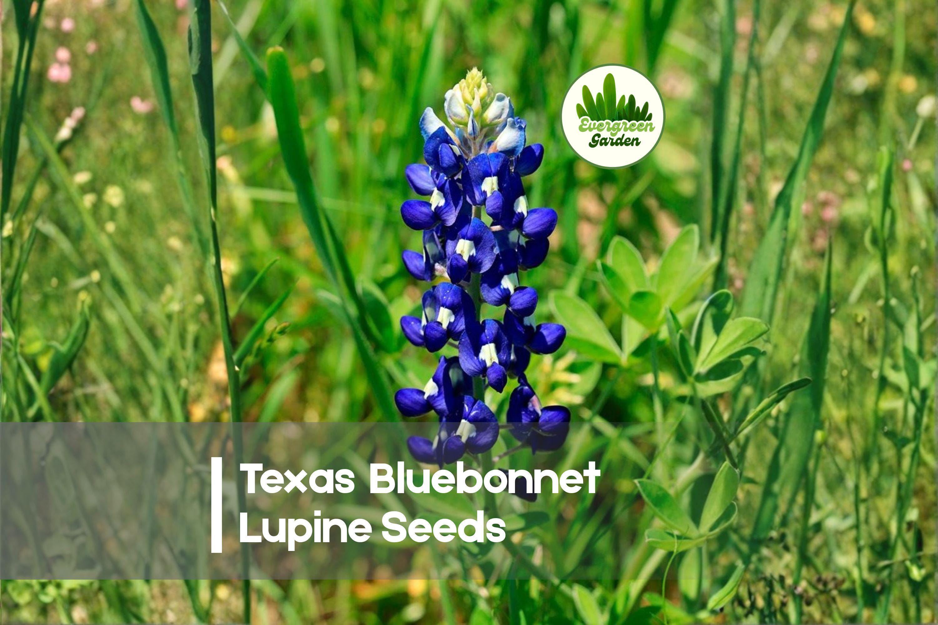 25 Texas Bluebonnet Lupine Seeds – Wildflower, Blue Bloom, Lupinus texensis, Easy to Grow, Pollinator-Friendly, Spring Bloom