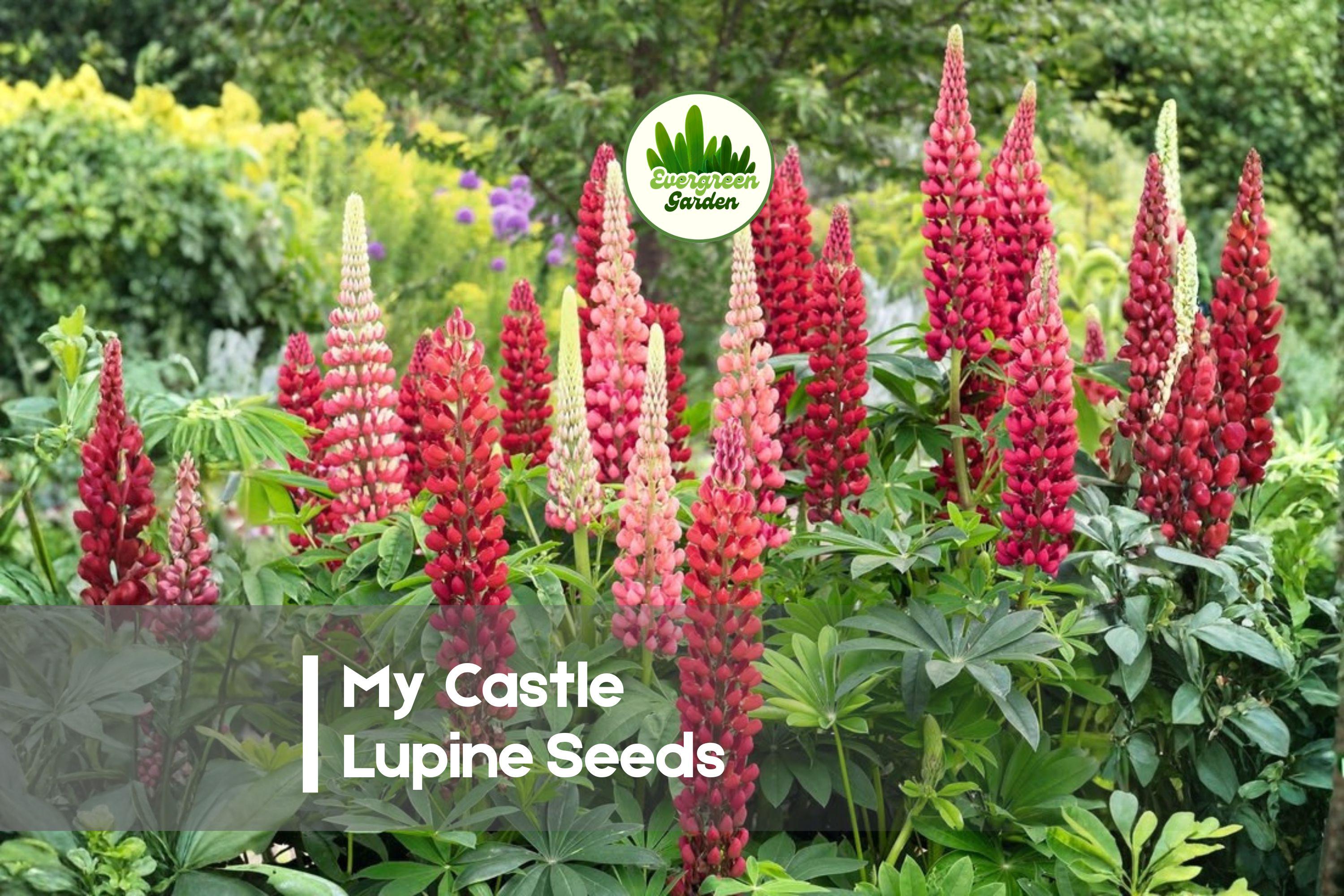 25 My Castle Lupine Seeds - Deep Red Perennial Flower Seeds for Borders, Cottage Gardens, Pollinator Gardens - Lupinus polyphyllus