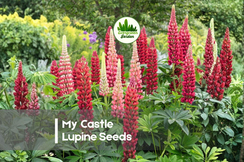 25 My Castle Lupine Seeds - Deep Red Perennial Flower Seeds for Borders, Cottage Gardens, Pollinator Gardens - Lupinus polyphyllus