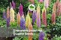 Dwarf Lupine Seeds 25 Minarette Mix | Compact Perennial Flowers for Borders & Containers | Lupinus polyphyllus