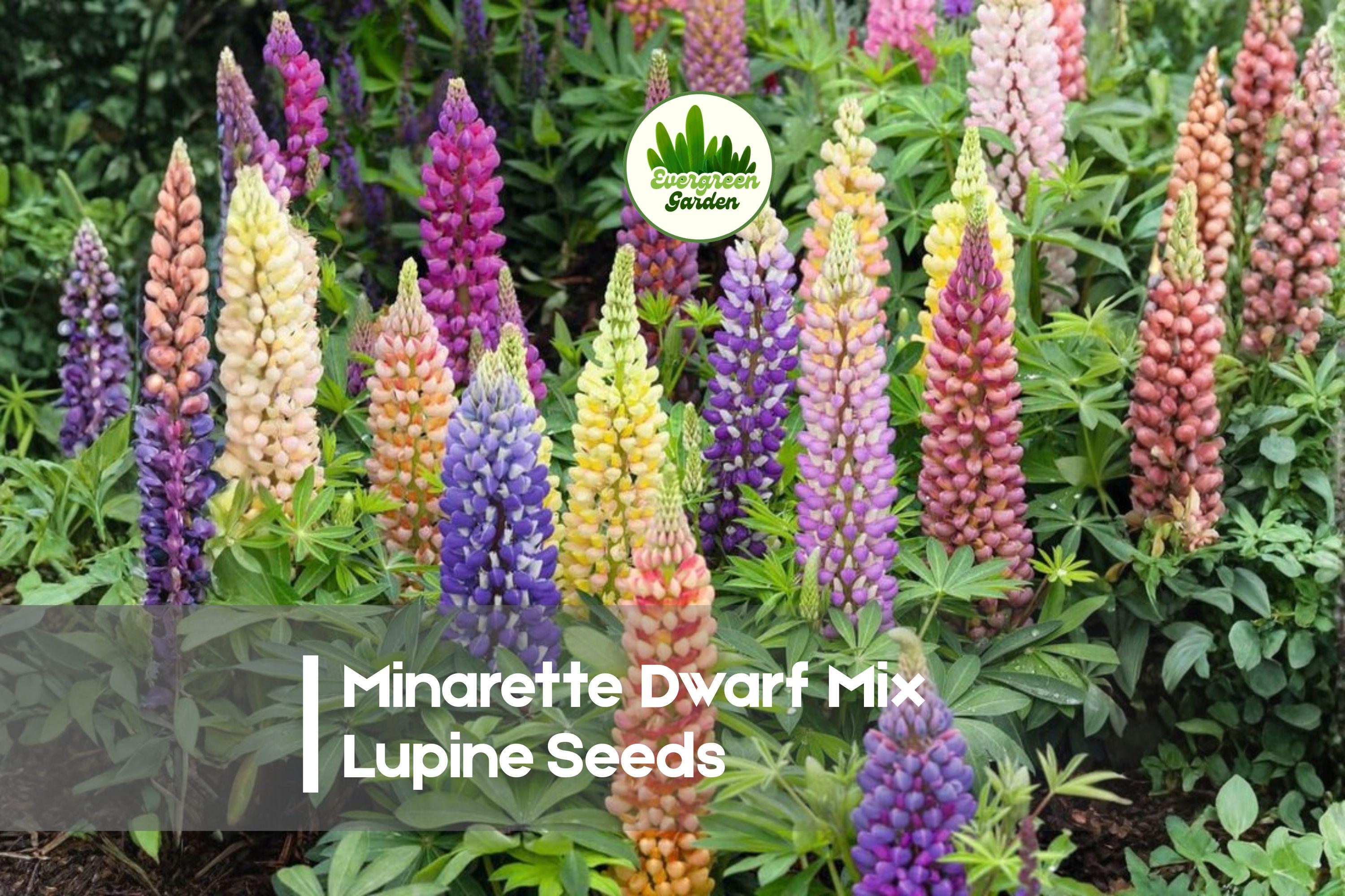 Dwarf Lupine Seeds 25 Minarette Mix | Compact Perennial Flowers for Borders & Containers | Lupinus polyphyllus