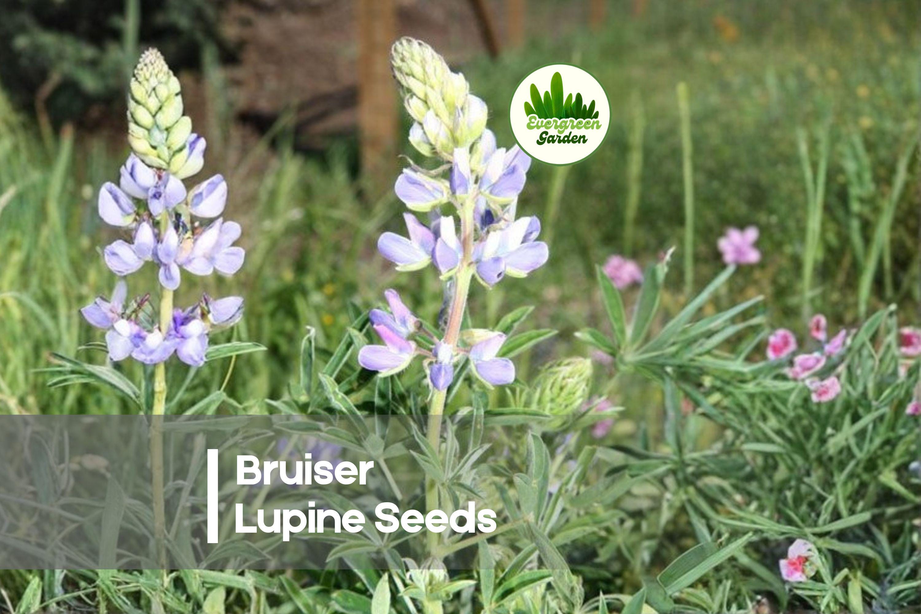 25 Bruiser Lupine Seeds - Deep Purple Perennial Flowering Plant for Borders, Cottage Gardens, Pollinator Gardens, Lupinus polyphyllus