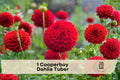 Cooperboy Dahlia Tuber – Flowering Tuber for Garden Beds, Borders & Cut Flowers, Vibrant Summer Blooms, Dahlia spp.