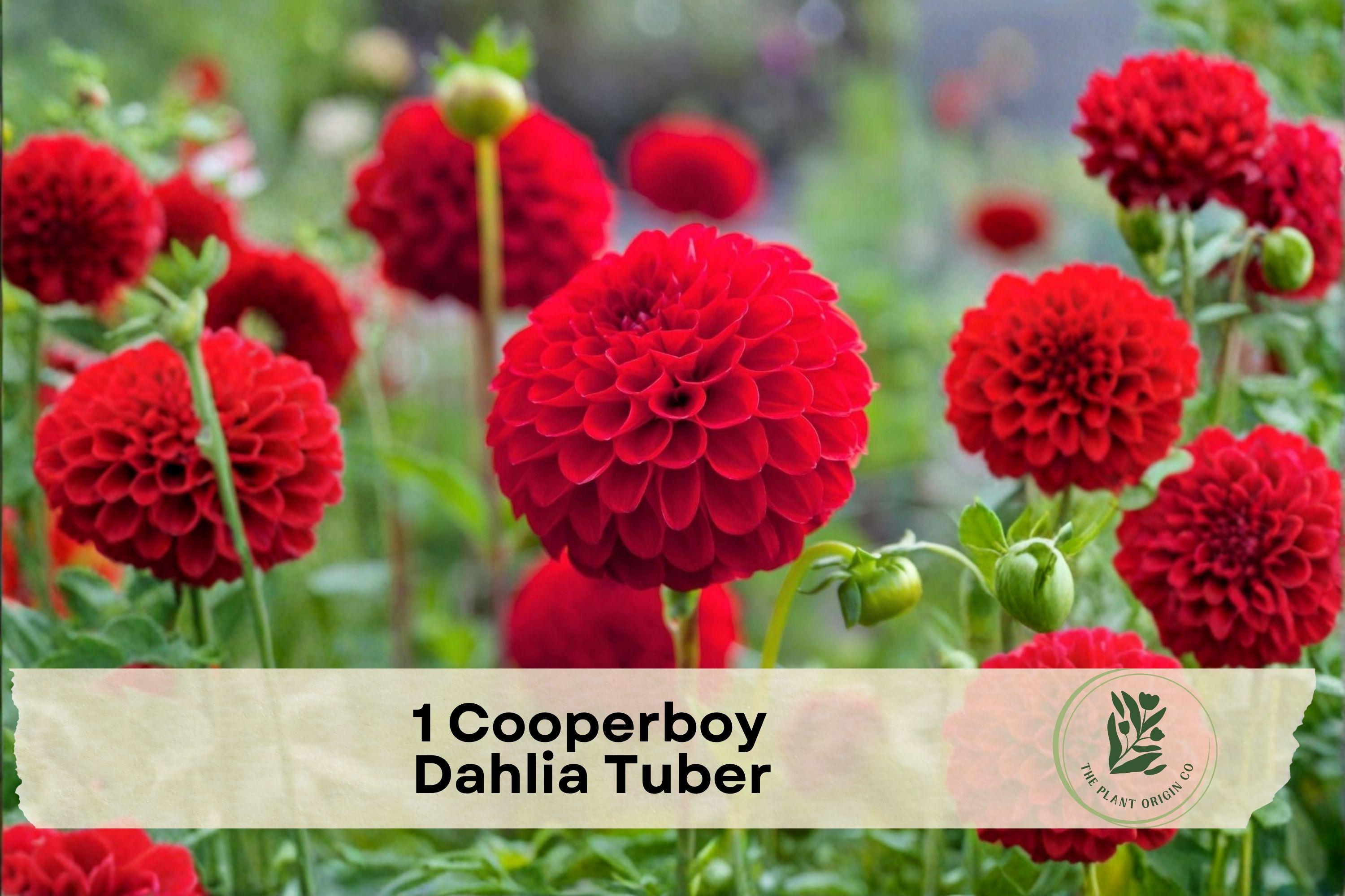 Cooperboy Dahlia Tuber – Flowering Tuber for Garden Beds, Borders & Cut Flowers, Vibrant Summer Blooms, Dahlia spp.