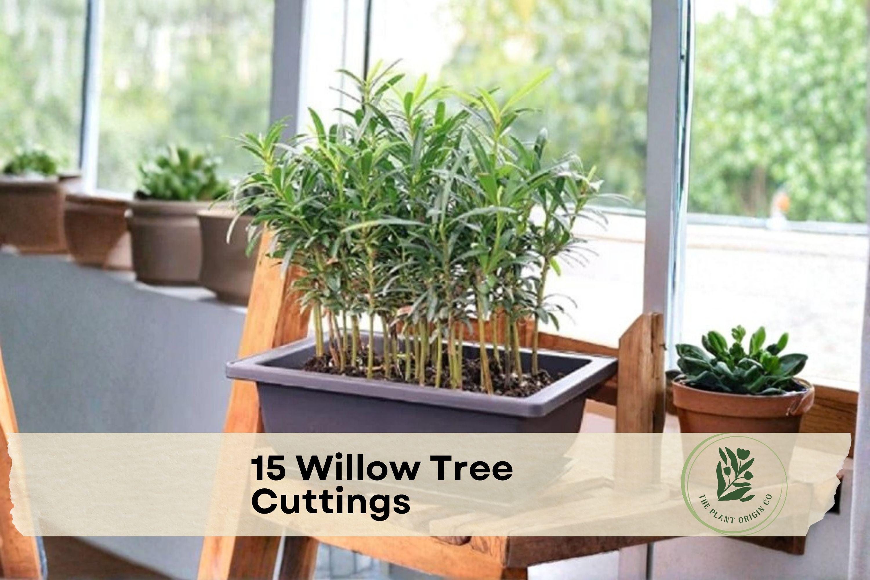 Willow Bonsai Tree Cuttings Kit – Multi-Tree Miniature Landscape with Soil, Pot & Tray – Salix spp.