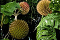 Soncoya Seeds – Annona purpurea Tropical Fruit Tree for Planting, Edible Orange Flesh, Exotic Fruit Plant, Warm Climate