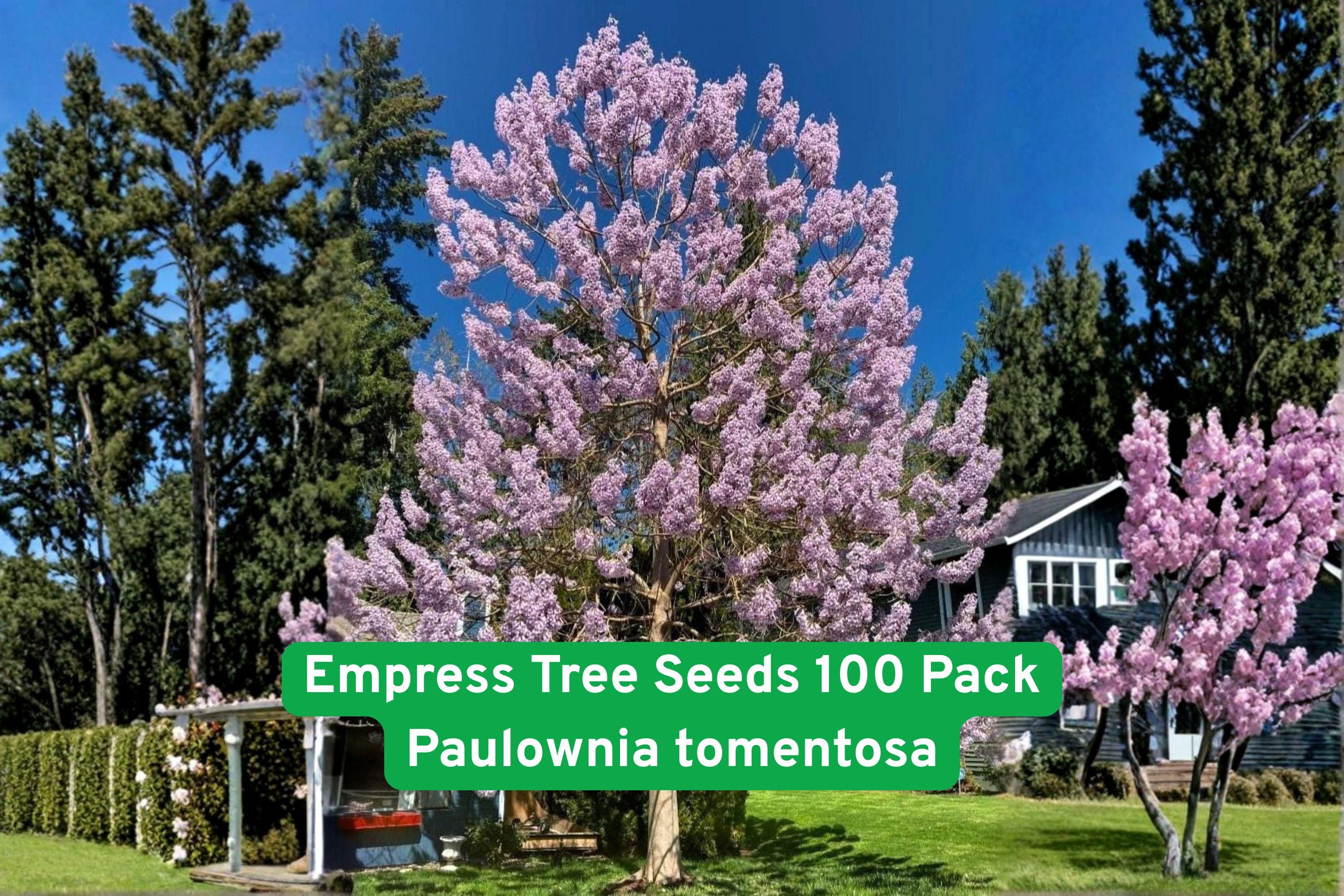 Empress Tree Seeds 100 Pack | Fast-Growing Paulownia tomentosa Hardwood Tree for Shade, Privacy, Windbreaks, Firewood & Ornamental Flowers
