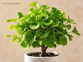 Ginkgo biloba Bare Root Tree 12–24in Fall Color Landscape Plant, Hardy Deciduous Tree