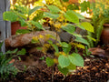 Bare Root Witch Hazel Tree - Fall Blooming Fragrant Yellow Flowers - Hamamelis virginiana, 12-24 inches