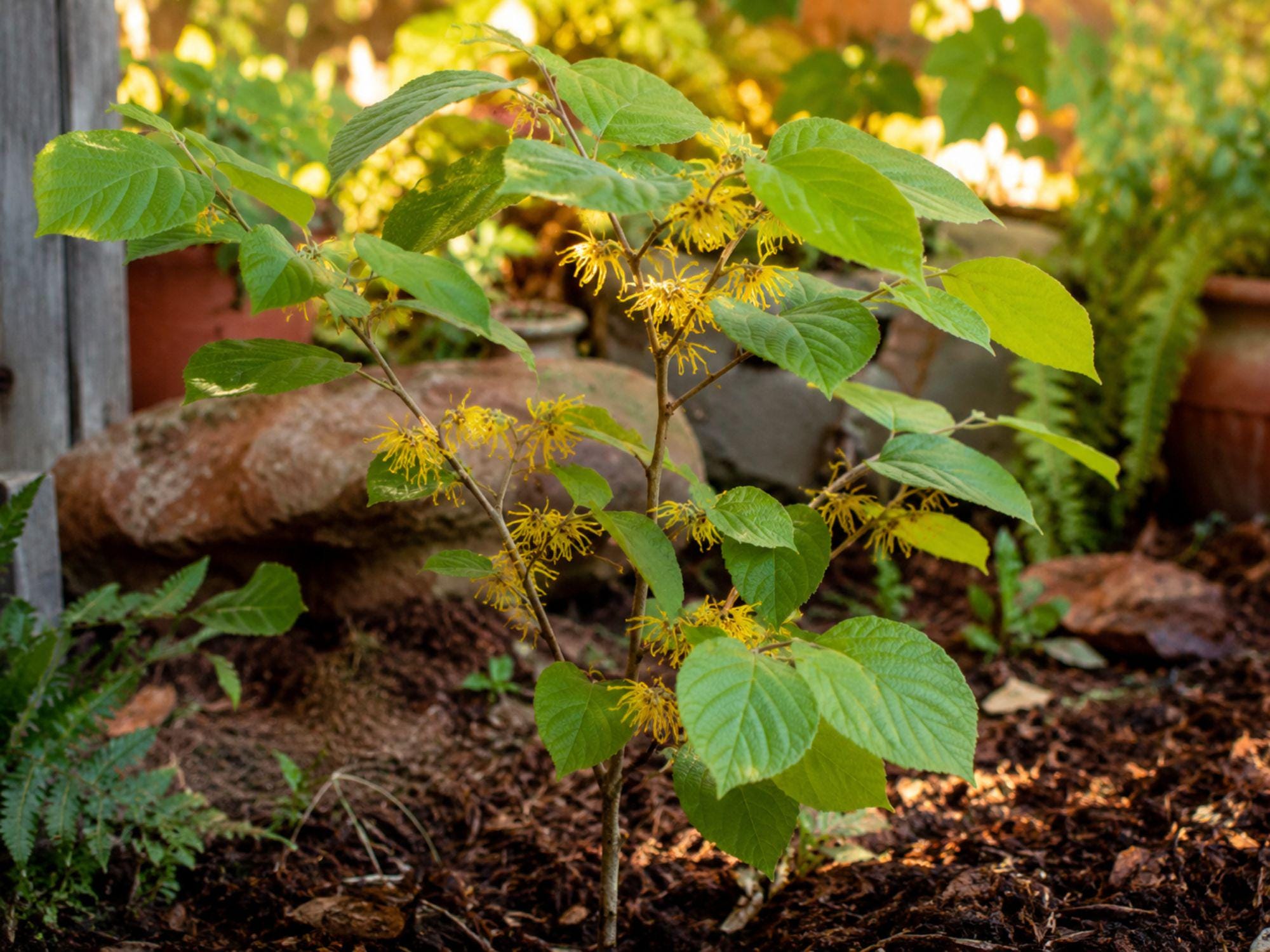 Bare Root Witch Hazel Tree - Fall Blooming Fragrant Yellow Flowers - Hamamelis virginiana, 12-24 inches