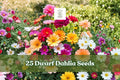 Dwarf Dahlia Seeds Summer Mix – Bright Multicolor Flowering Plant for Containers & Gardens – Dahlia spp.