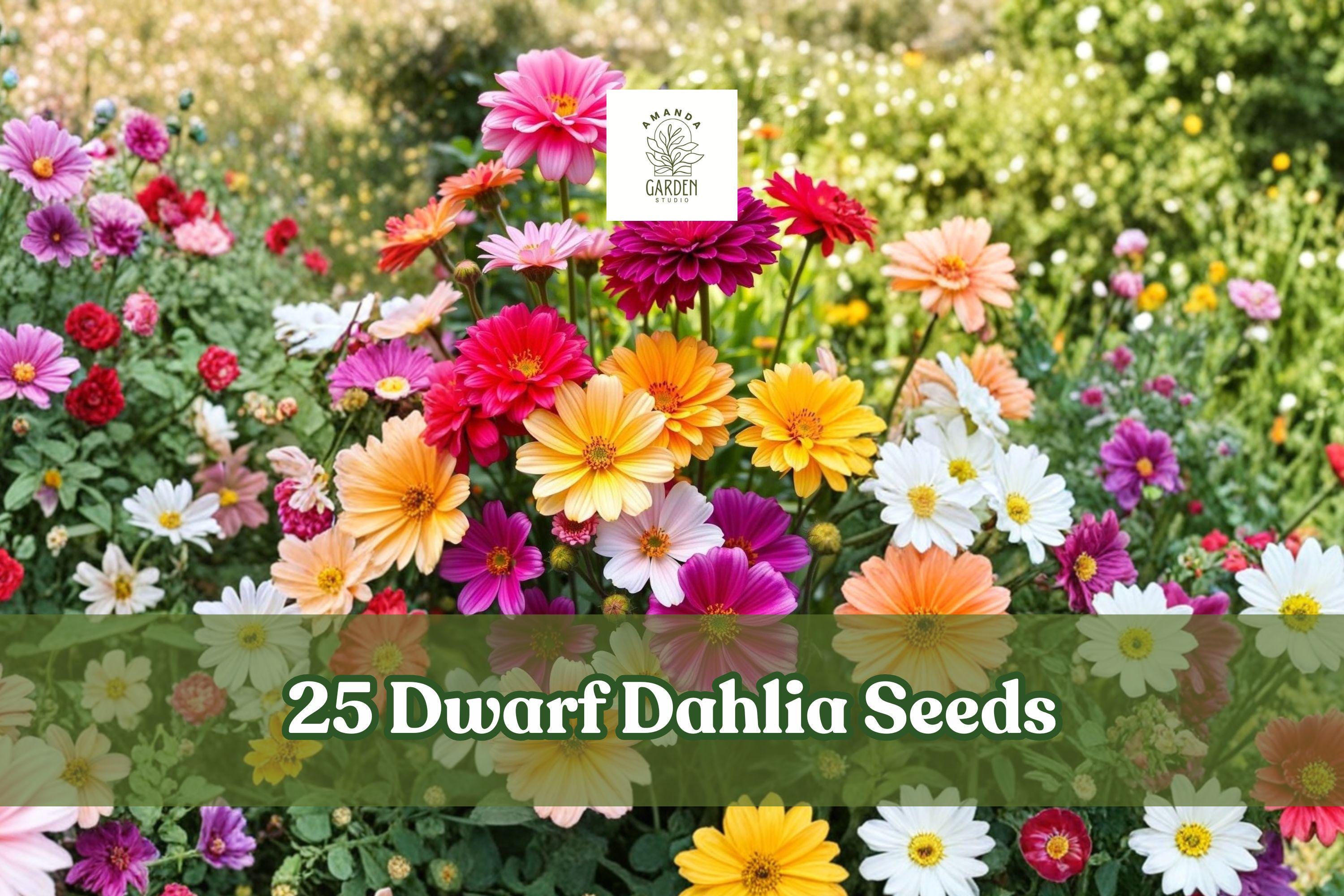 Dwarf Dahlia Seeds Summer Mix – Bright Multicolor Flowering Plant for Containers & Gardens – Dahlia spp.