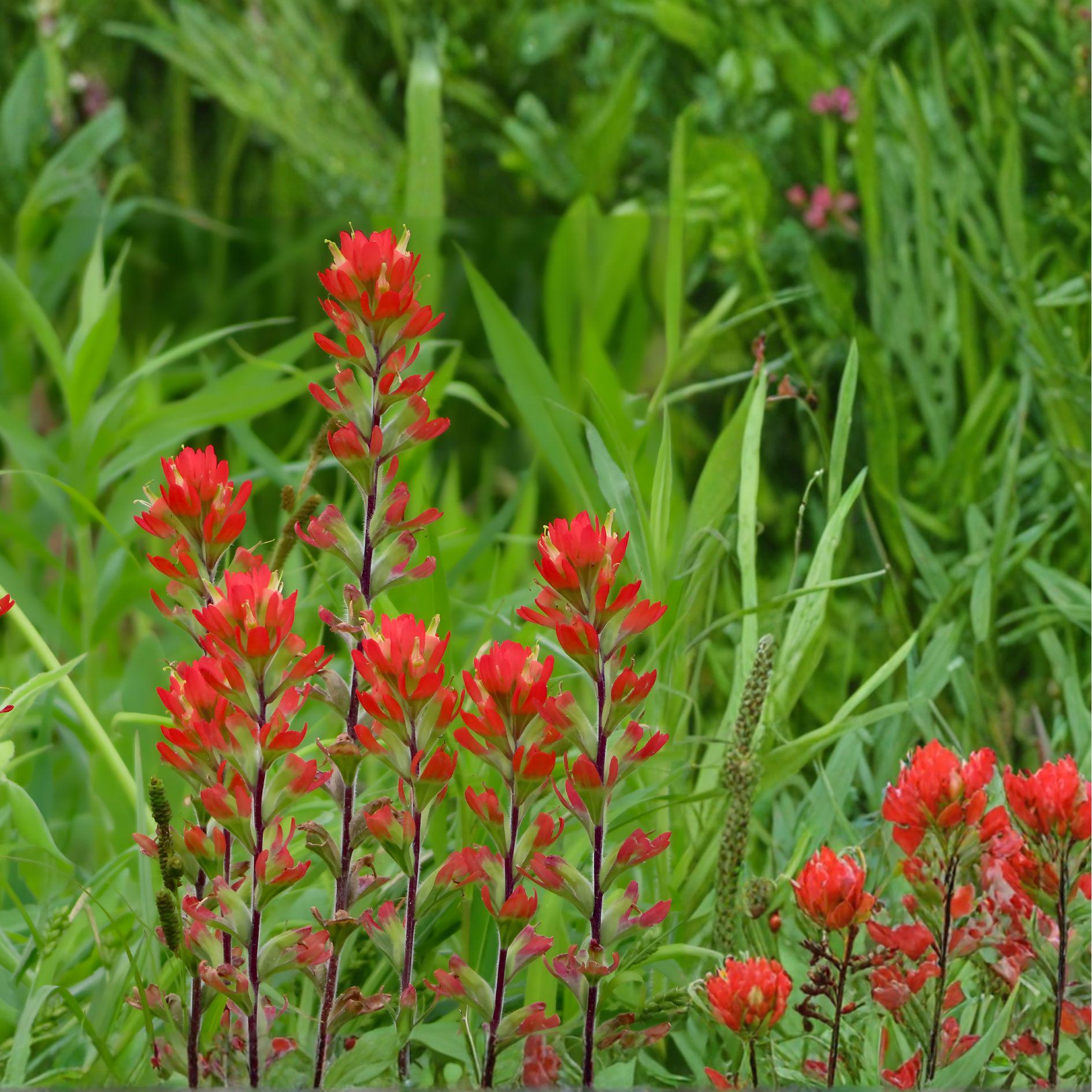 Indian Paintbrush Seeds | Castilleja linariifolia | Native Wildflower with Red Blooms | 100 Seeds