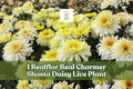 Realflor Real Charmer Shasta Daisy Live Plant Plug – Perennial Leucanthemum × superbum with Creamy White & Yellow Blooms