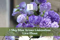 Sky Blue Arosa Lisianthus Live Plant Plug – Eustoma grandiflorum Starter Flower for Containers & Gardens