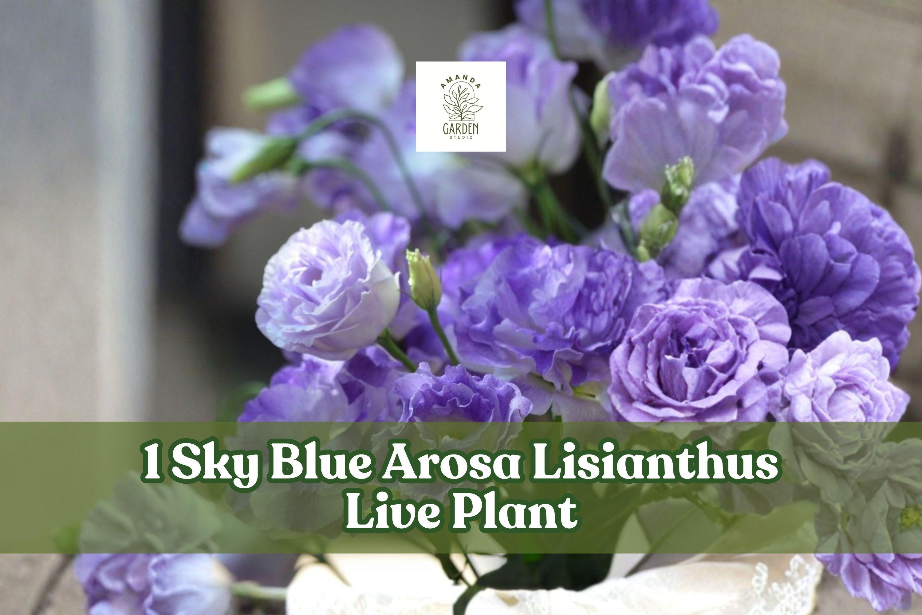 Sky Blue Arosa Lisianthus Live Plant Plug – Eustoma grandiflorum Starter Flower for Containers & Gardens