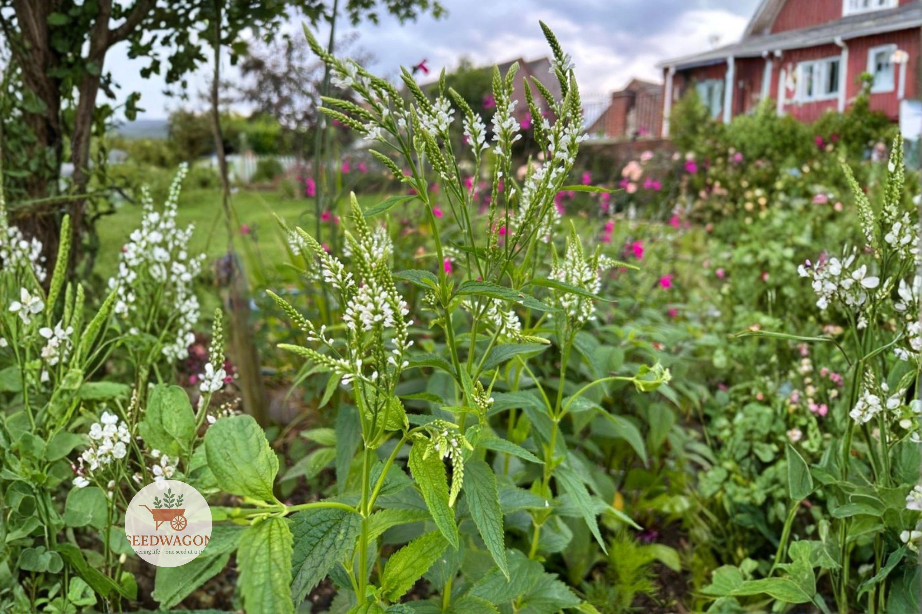 White Vervain Seeds – Native Perennial Wildflower for Pollinator Gardens – Verbena urticifolia, Attracts Bees & Butterflies