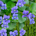 Common Blue Violet Seeds – Viola sororia – Perennial Wildflower for Shade Gardens & Pollinator Spaces