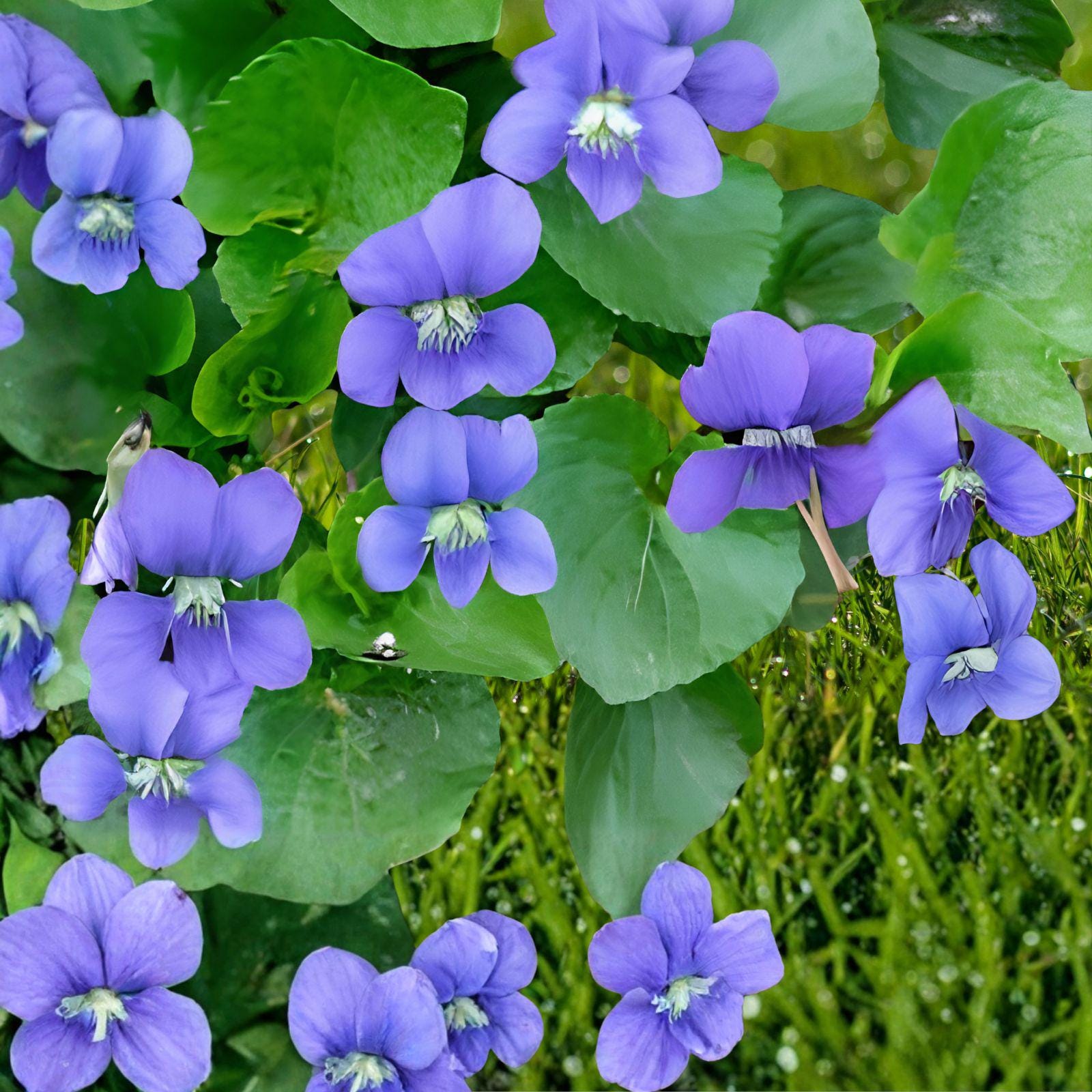 Common Blue Violet Seeds – Viola sororia – Perennial Wildflower for Shade Gardens & Pollinator Spaces