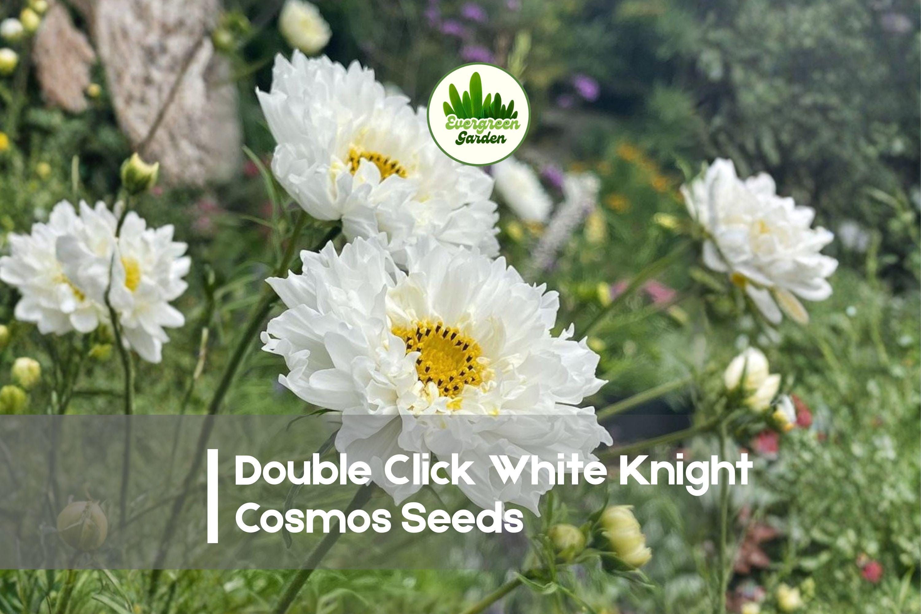 Double Click White Knight Cosmos Seeds, 200+ Premium Cosmos bipinnatus, White Frilled Blooms, Annual for Borders, Bouquets, Gardens