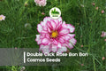 Double Click Rose Bon Bon Cosmos Seeds – 200+ Rose Pink Double Frilled Blooms, Annual Flower for Borders, Cut Flowers, Pollinator Gardens