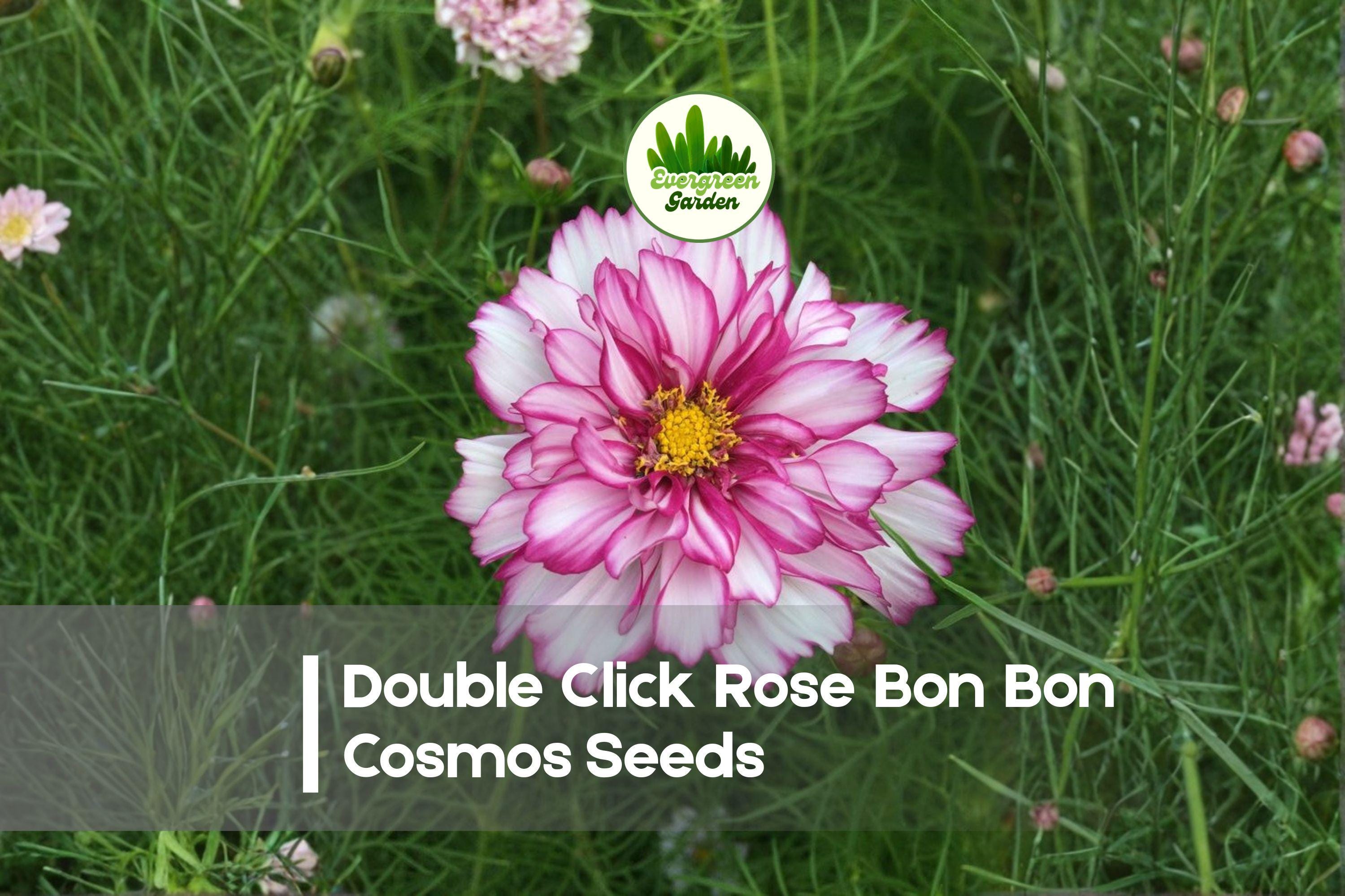 Double Click Rose Bon Bon Cosmos Seeds – 200+ Rose Pink Double Frilled Blooms, Annual Flower for Borders, Cut Flowers, Pollinator Gardens