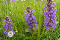 Heal All Seeds 100 Prunella vulgaris Self-Heal Wildflower Purple Ground Cover Pollinator Plant