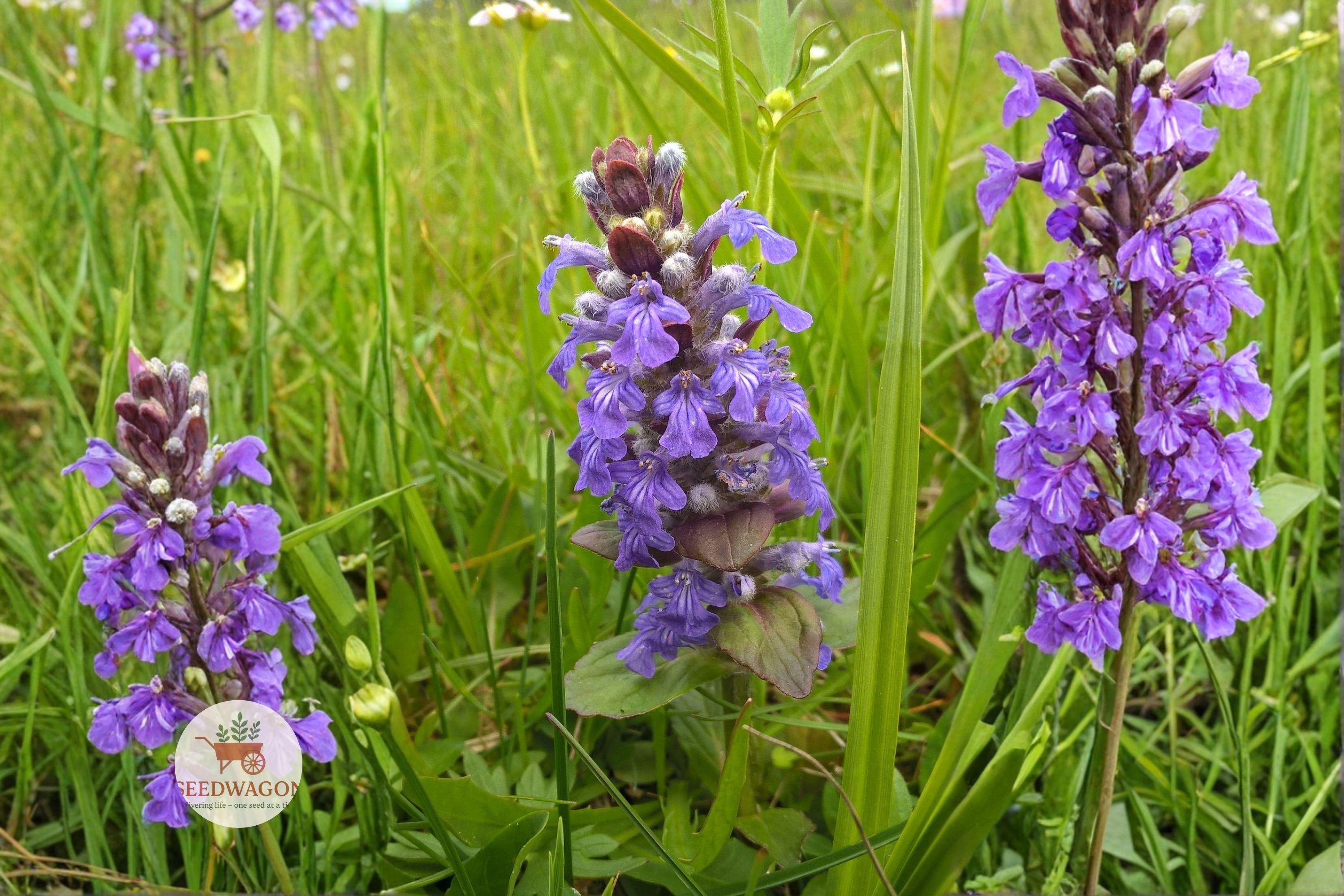 Heal All Seeds 100 Prunella vulgaris Self-Heal Wildflower Purple Ground Cover Pollinator Plant