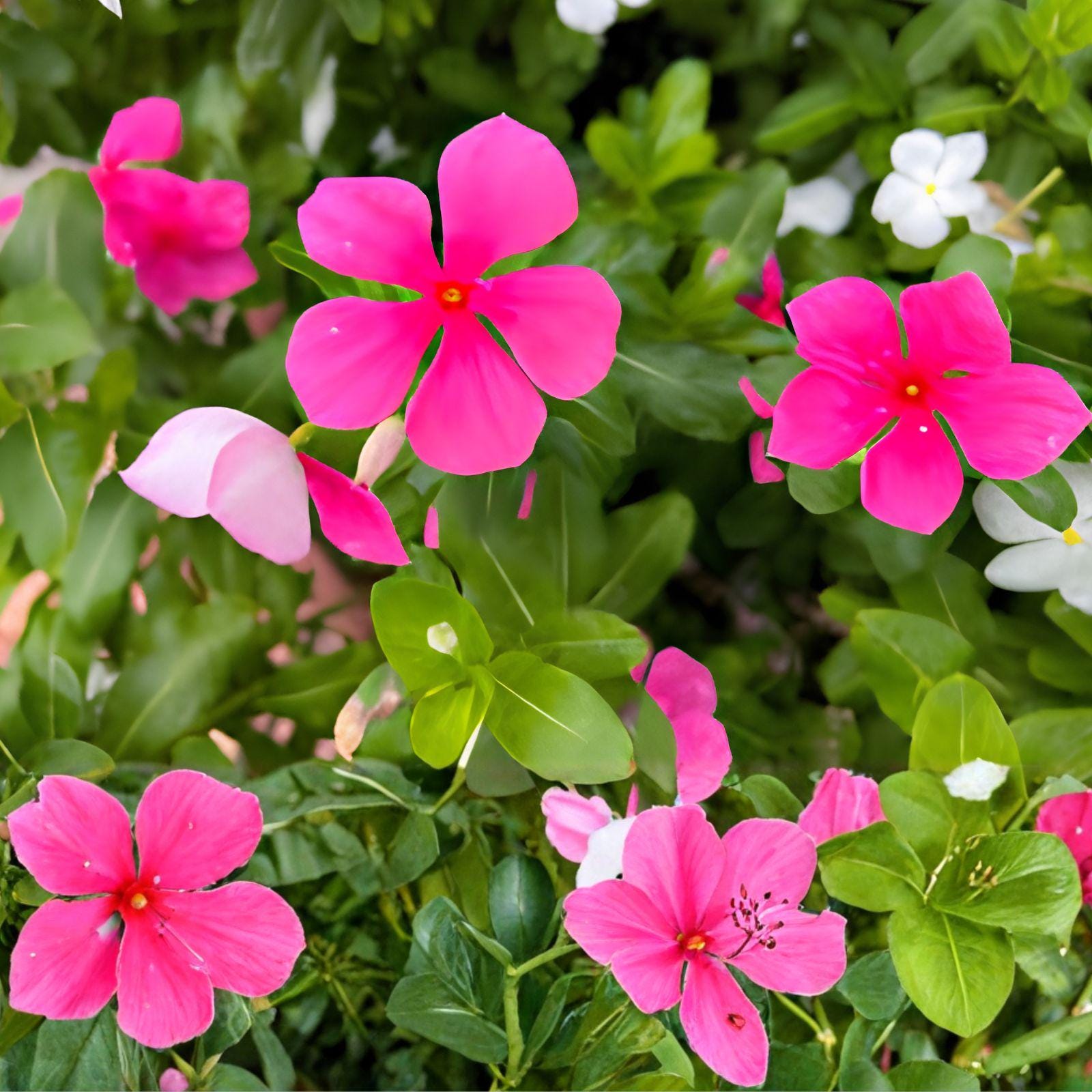Madagascar Periwinkle Seeds 100 Pack | Catharanthus roseus Tropical Flowering Plant for Gardens & Containers