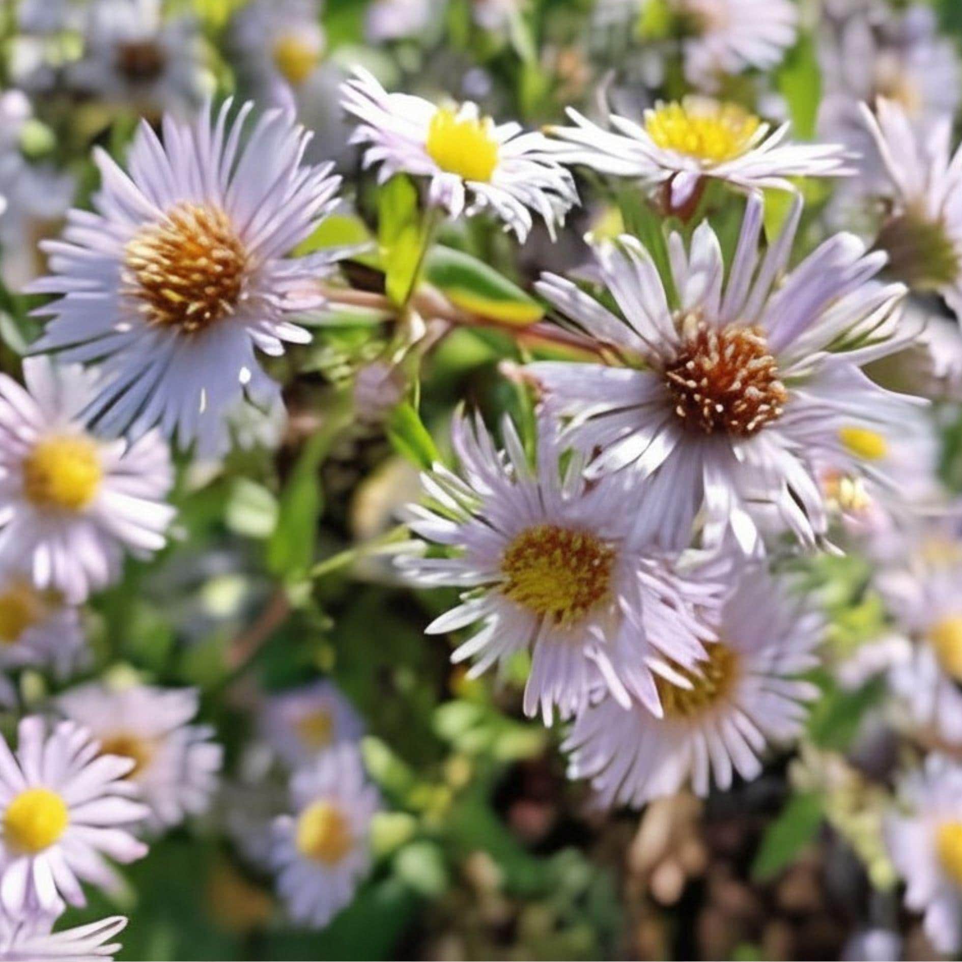 Swamp Aster Seeds – Symphyotrichum puniceum Native Perennial Wildflower for Wetlands & Pollinator Gardens (100 Seeds)