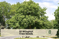 Wingnut Tree Seeds - Pterocarya fraxinifolia, Ornamental Deciduous Tree for Landscaping, Shade & Garden Features