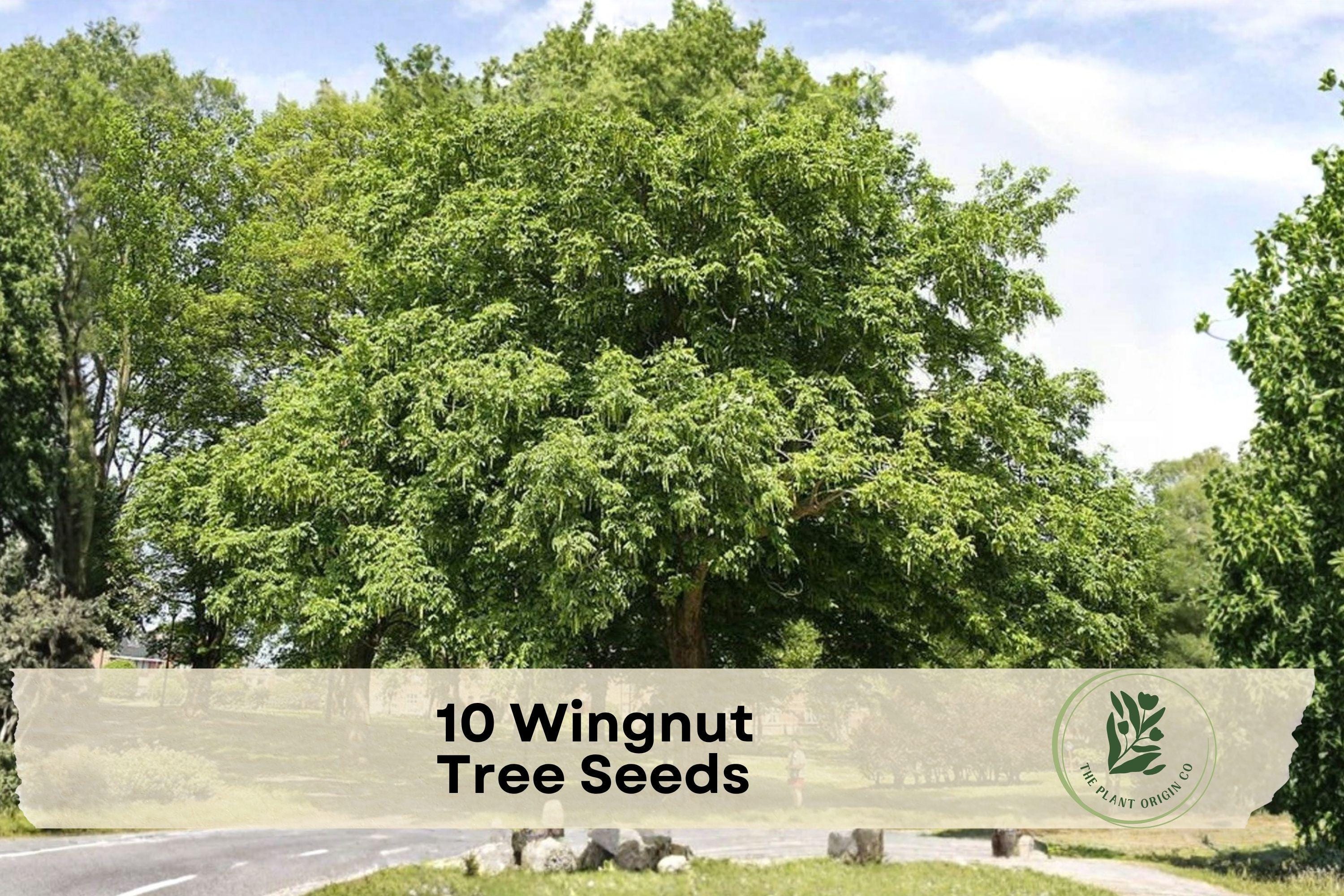 Wingnut Tree Seeds - Pterocarya fraxinifolia, Ornamental Deciduous Tree for Landscaping, Shade & Garden Features