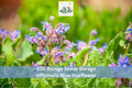 Borage Seeds 200+ Borago officinalis Blue Starflower Herb Garden, Annual, Easy to Grow, Edible, Attractive Blue Flowers
