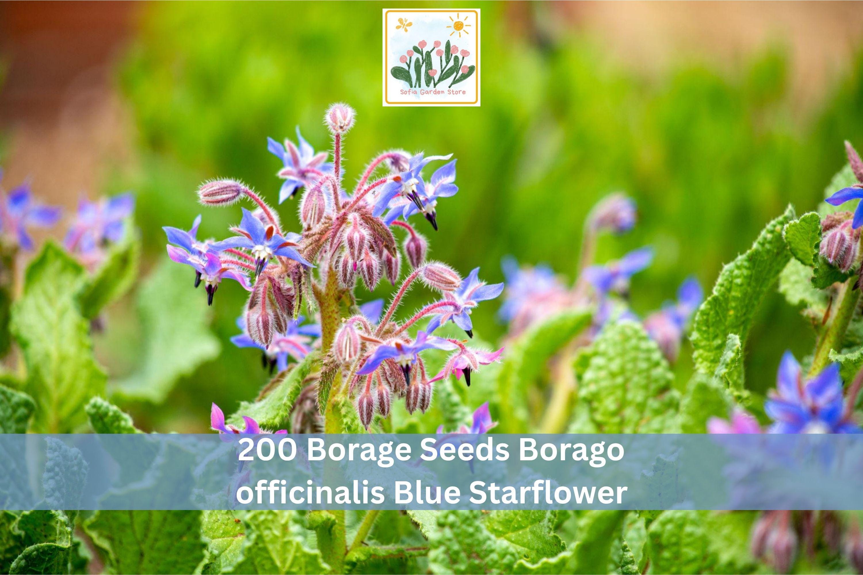 Borage Seeds 200+ Borago officinalis Blue Starflower Herb Garden, Annual, Easy to Grow, Edible, Attractive Blue Flowers