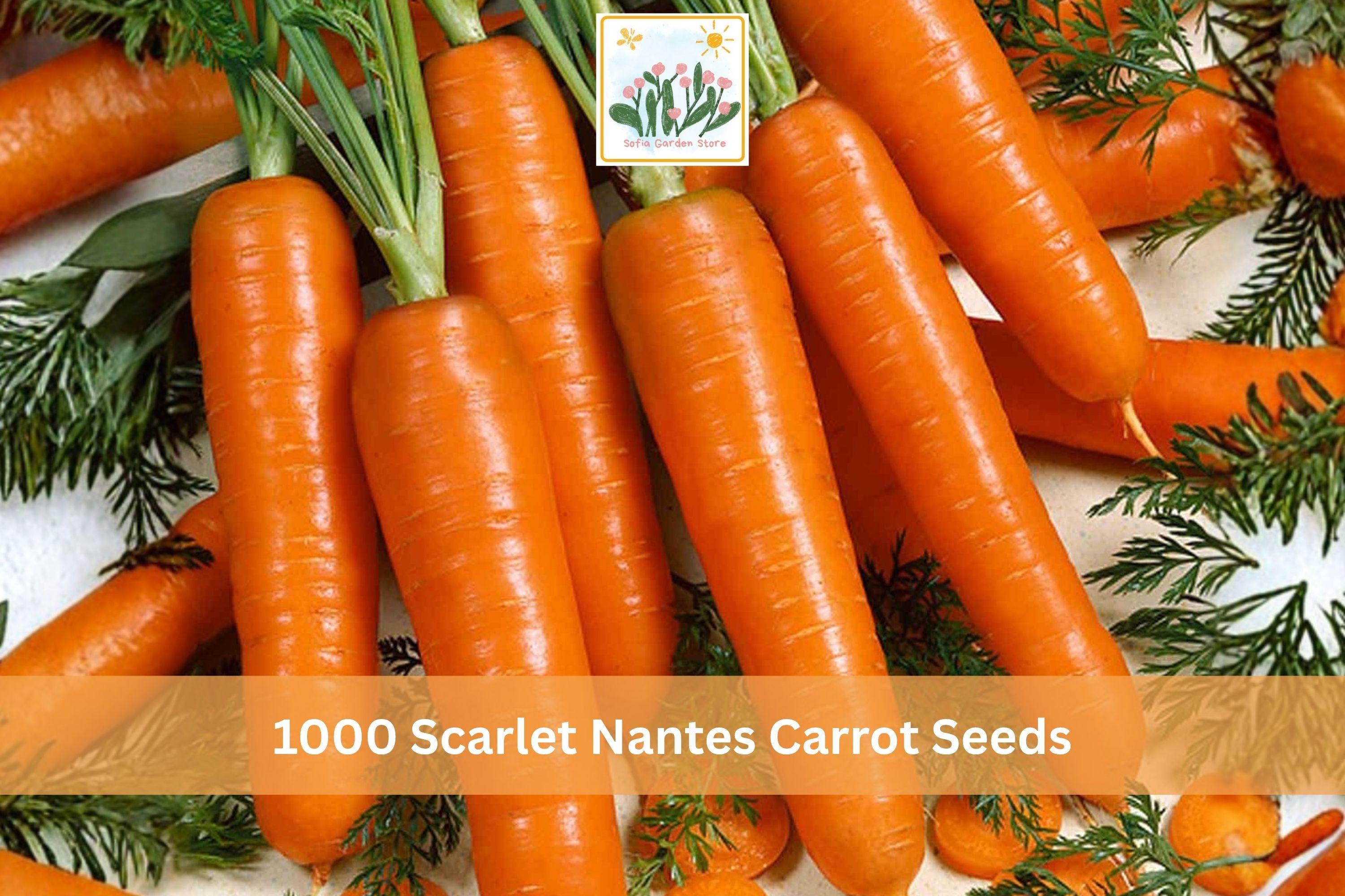 1000+ Scarlet Nantes Carrot Seeds Daucus carota Heirloom Vegetable for Garden Beds & Containers