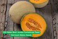 Heirloom Cantaloupe Seeds | Hale’s Best Jumbo | Non-GMO Orange Flesh Melon | Fruit Vine Seeds