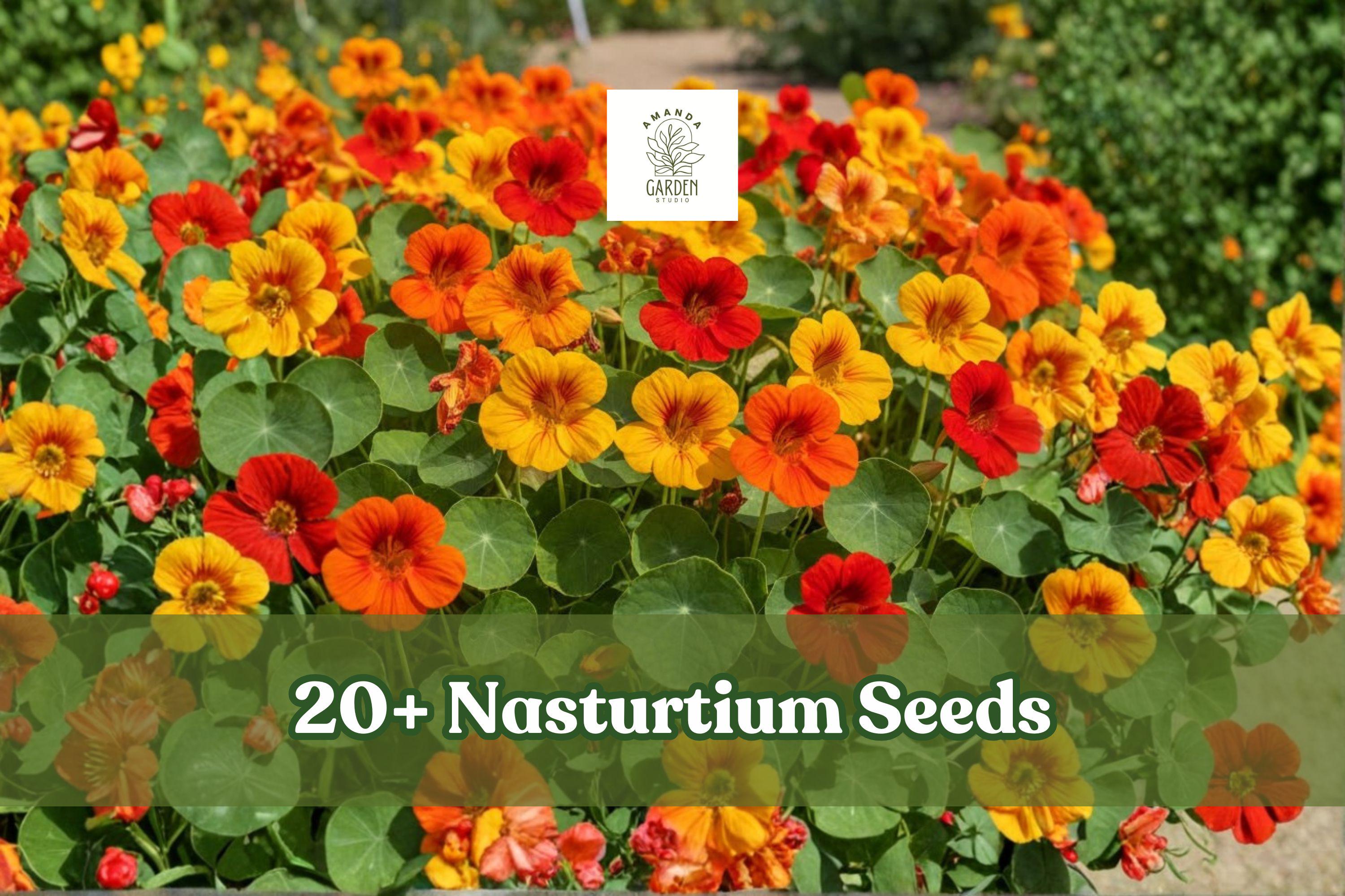 20+ Nasturtium Seeds Dwarf Mix Tropaeolum majus Edible Flowers for Containers & Gardens