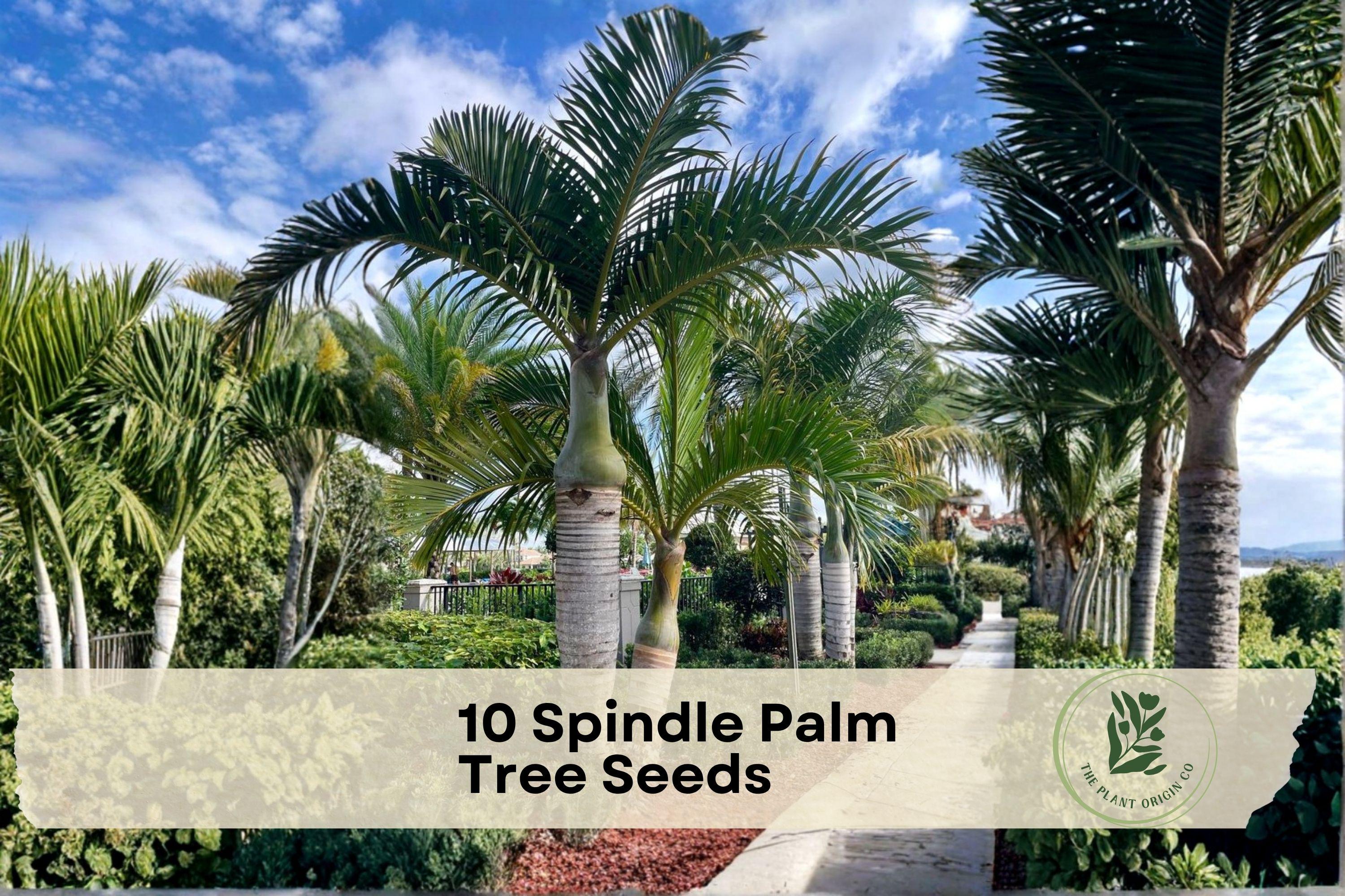 10 Spindle Palm Tree Seeds - Exotic Tropical Palm Hyophorbe verschaffeltii for Landscaping & Containers
