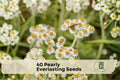 Pearly Everlasting Seeds - Anaphalis margaritacea Wildflower for Gardens & Dried Arrangements, White Blooms