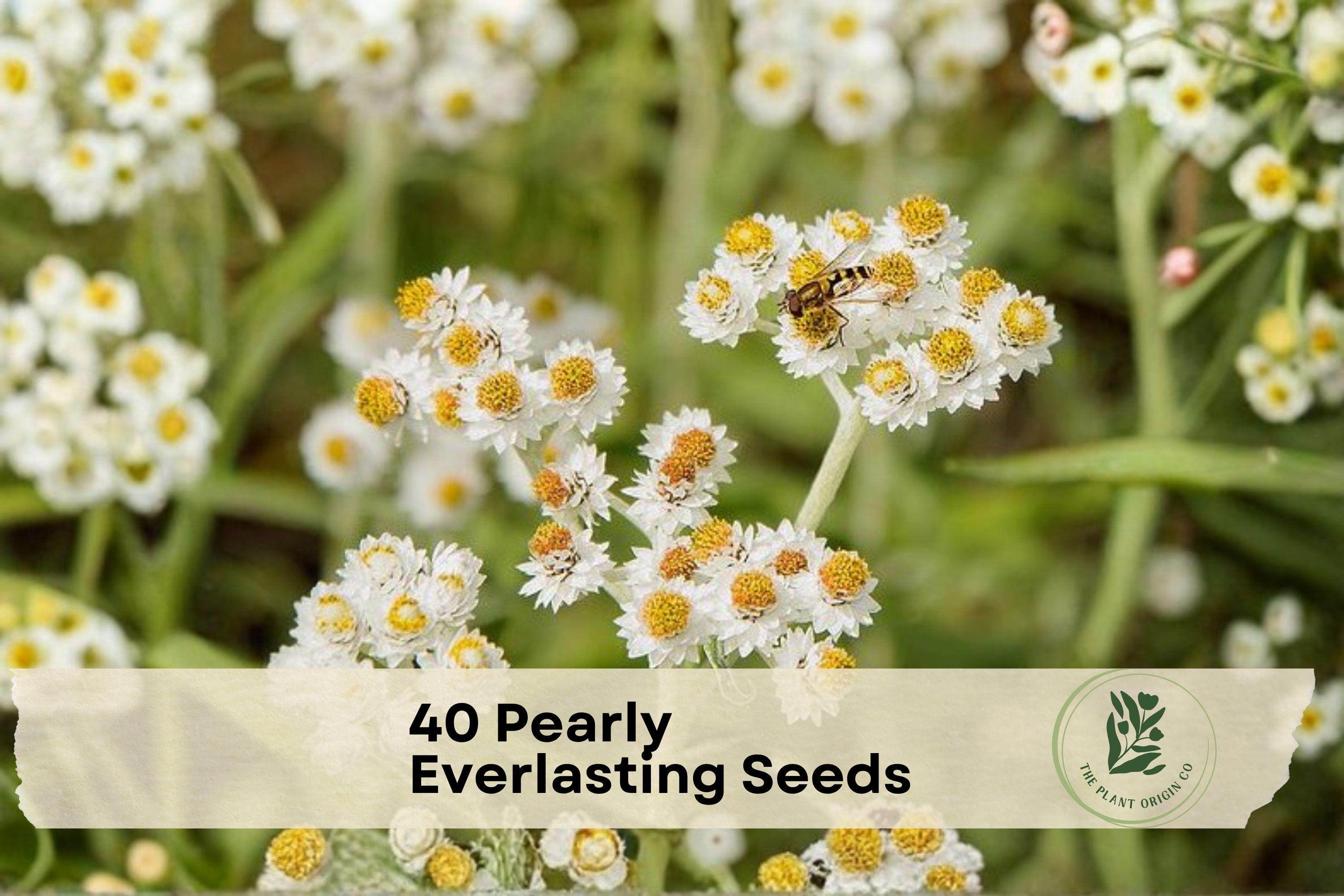 Pearly Everlasting Seeds - Anaphalis margaritacea Wildflower for Gardens & Dried Arrangements, White Blooms