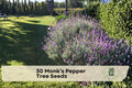 40 Pearly Everlasting Seeds for Ornamental Shrub or Small Tree - Purple Flowers, Vitex agnus-castus