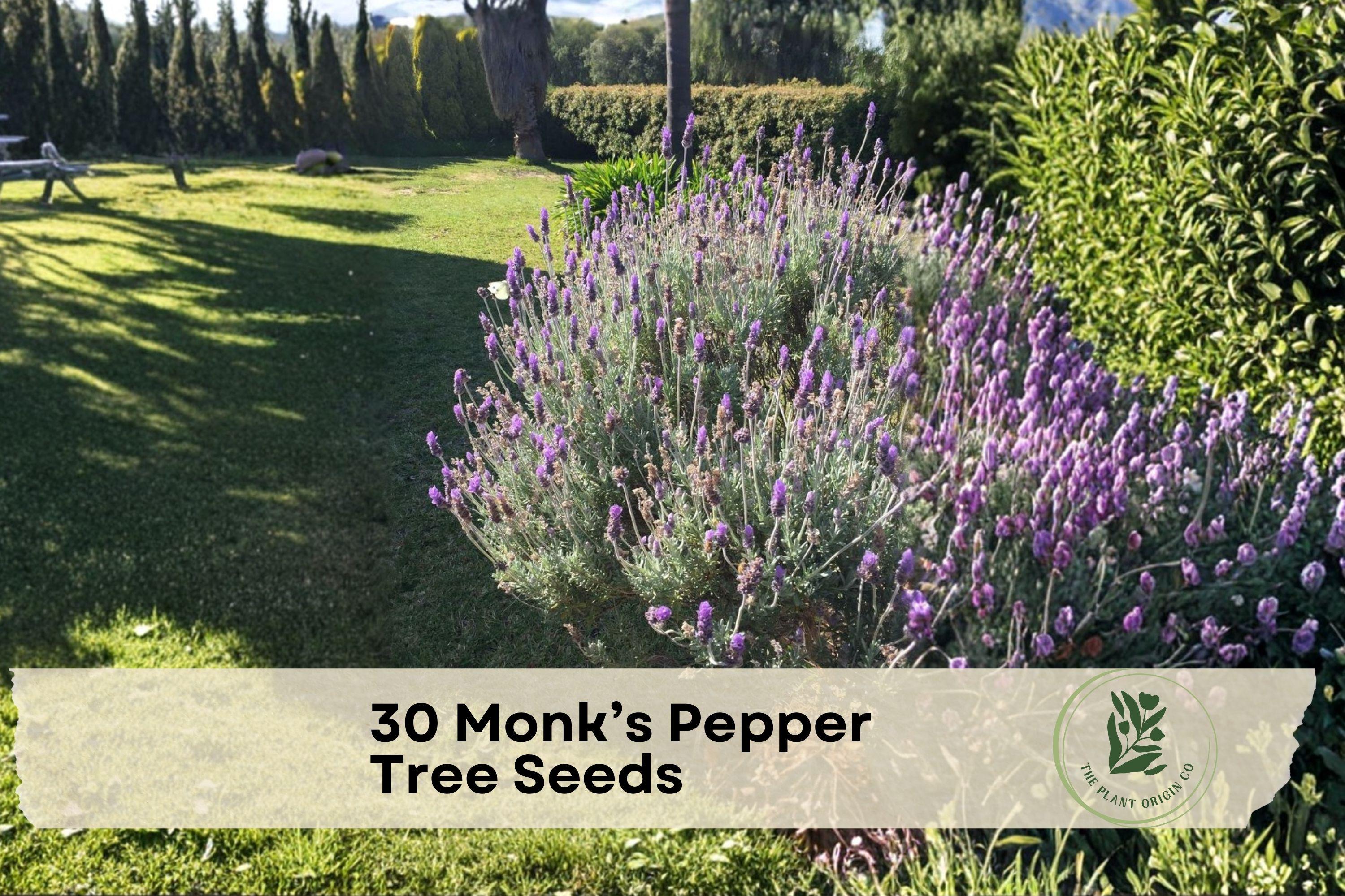 40 Pearly Everlasting Seeds for Ornamental Shrub or Small Tree - Purple Flowers, Vitex agnus-castus
